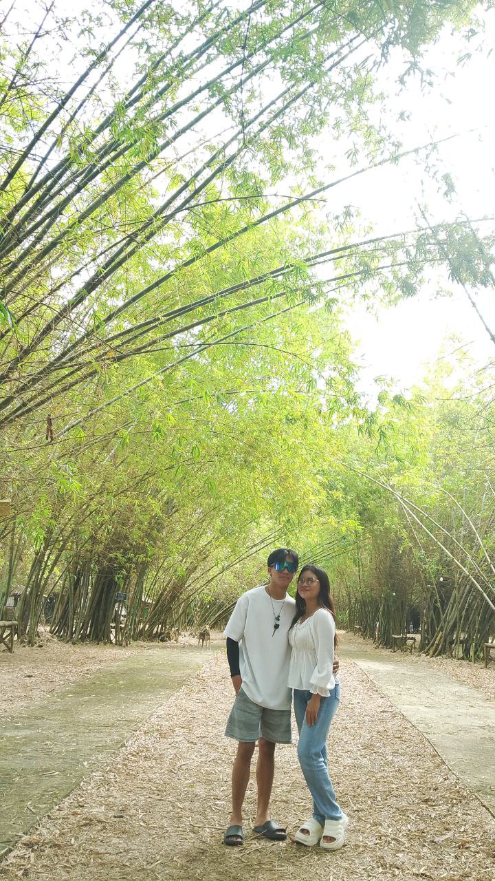 Bamboo 11